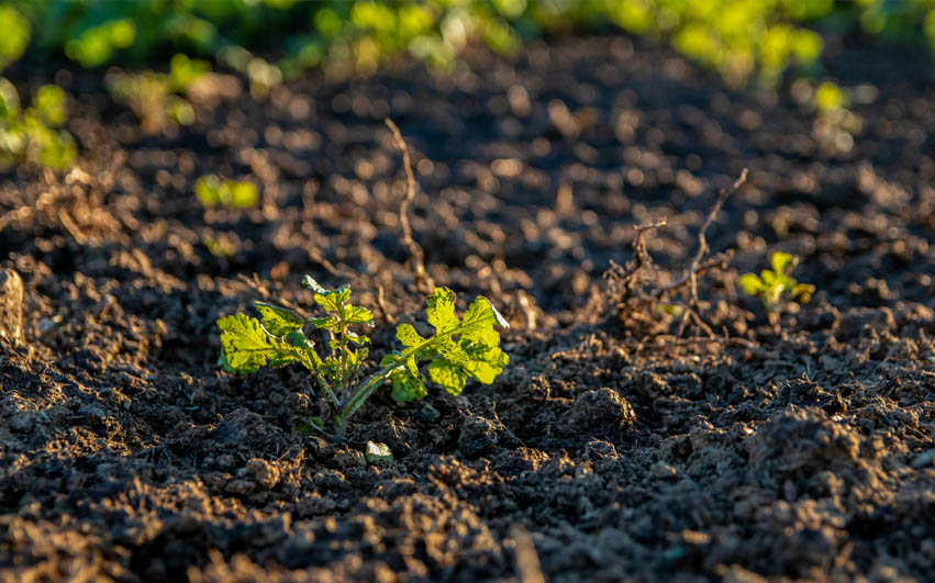 Regenerative Agriculture