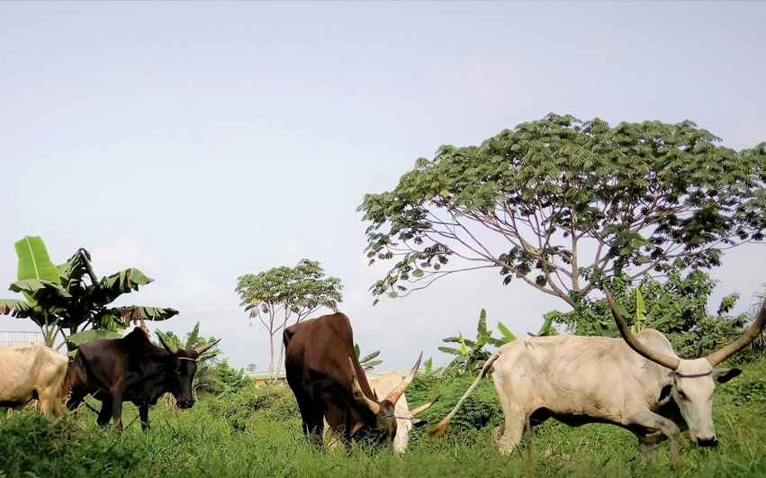 Urbanization of Agriculture